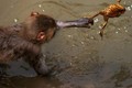 Con cóc đáng thương bị chú khỉ quăng quật trong hồ nước