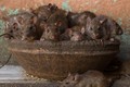 Phát hoảng ngôi đền nuôi 20.000 con chuột