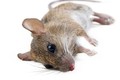 Đây là quốc gia đầu tiên trên thế giới sẽ diệt sạch chuột
