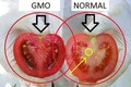 Cách phân biệt cà chua biến đổi gen và cà chua thường cực dễ