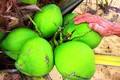 8.000 đồng/ trái, dừa xiêm lùn da xanh ở Bình Định "cháy" hàng