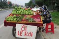 Bất ngờ “ổi Lệ Rơi” xuất hiện tại Nghệ An 