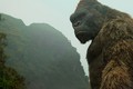 Vì sao Việt Nam là “quê hương” hoàn hảo của King Kong?