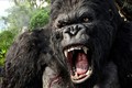 Đi tìm sự thật loài King Kong trong phim lừng danh của Holywood