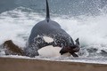 Cá voi sát thủ lao lên bờ săn giết hải cẩu