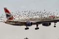 Dự án nghìn tỷ đuổi chim ở sân bay tái xuất lần 2