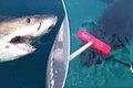 Bị cá mập trắng tấn công, dùng đồ lau dọn đánh lại 