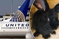Thỏ khổng lồ chết vì bị United Airlines nhét trong tủ lạnh?