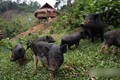 Người dân vùng cao Nghệ An lập hương ước mua bán lợn sạch