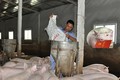 Khủng hoảng giá lợn, Việt Nam vẫn chi 2.400 tỷ nhập khẩu thịt