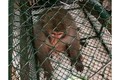 Chú khỉ thích “bắt nạt” phụ nữ và trẻ em sập bẫy 