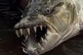 Bắt cá hổ khổng lồ ăn thịt được cá sấu ở Congo