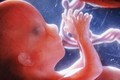 Lý thú quá trình tạo máu ở thai nhi