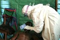 Phát hiện bệnh mới có triệu chứng như Ebola