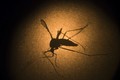 Thử nghiệm thành công vacxin ngừa Zika trên động vật