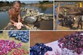 Ôm giấc mộng đổi đời, người dân đổ xô đào đá quý ở Campuchia