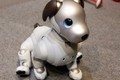 Độc đáo nghi lễ cầu nguyện cho chó robot ở Nhật Bản