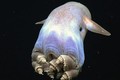 10 sinh vật biển kỳ lạ gây kinh ngạc