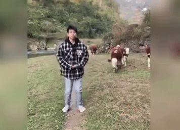 Nhảy vũ điệu 'làng lá' trước mặt đàn bò, thanh niên nhận cái kết