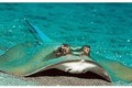Loài “cá lạ” thích phơi nắng, tấn công phụ nữ đẹp