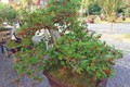 Hot mốt chơi bonsai dâu tằm, có nên đầu tư?