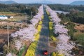 Giới trẻ xứ Hàn đua nhau “flex” ảnh chụp hoa anh đào