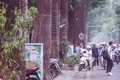 Hà Nội: ngắm hàng cây sao đen trăm tuổi trên phố Lò Đúc