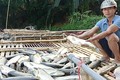 Cá nuôi trên sông Mã tiếp tục chết