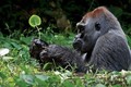 Khỉ đột cao 2m nhưng “cậu nhỏ” chỉ gần 3cm, lý do vì sao?