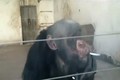 Khỉ, chó hút thuốc lá "sành điệu"