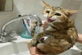 Những phản ứng siêu hài của mèo khi tắm (2)