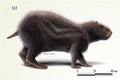 Kinh hoàng loài chuột khổng lồ to bằng người ở Amazon