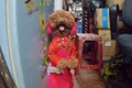 MXH Việt phát cuồng cô chó đi bằng 2 chân 5,5 triệu lượt xem
