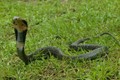 Chồng dùng rắn hổ mang giết chết vợ vì sợ mất của hồi môn lớn