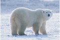 Nhiều điều thú vị về gấu Bắc Cực mà ít ai biết