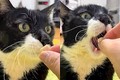 Chú mèo Hàn Quốc gây sốt vì cách ăn uống đáng yêu