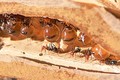 Loài kiến ​​duy nhất biết sản xuất mật ong mật