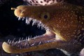 Chết khiếp với hàm răng lởm chởm của lươn biển