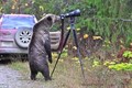 Gấu hoang tò mò, học cách chụp ảnh