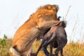 Sư tử tàn bạo giết chết linh dương chỉ trong vài giây