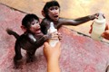 Ảnh động vật đẹp tuần qua: Khỉ con với bình sữa