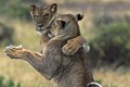 Chộp khoảnh khắc sư tử khiêu vũ điêu luyện trên đồng cỏ