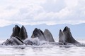 Đàn cá voi lưng gù phi lên khỏi mặt nước đớp mồi