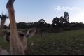 Kangaroo “hạ gục” máy bay không người lái