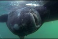 Câu được “quái vật” cá mập 200 tuổi, nặng gần 600kg