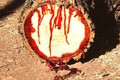 Kỳ lạ những loài cây chảy máu như động vật 