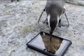Chết cười xem chim cánh cụt say mê chơi game trên iPad 