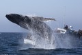 Cá voi nhảy tung bọt nước trắng xóa ngay trước mũi tàu