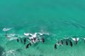 Bất ngờ xem cả đàn cá voi đùa giỡn với sóng biển 