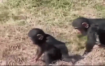 Chết cười xem chú khỉ con “chơi đểu” em 